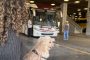 Governo de Minas regulamenta transporte de cães e gatos de pequeno porte em ônibus intermunicipais