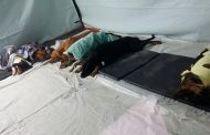 Mutirão castrou gratuitamente mais de 200 animais em Prados