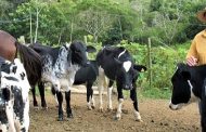 Emater vai selecionar propriedades e capacitar criadores de gado