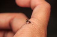 Confira a situação atualizada da dengue em Prados e região