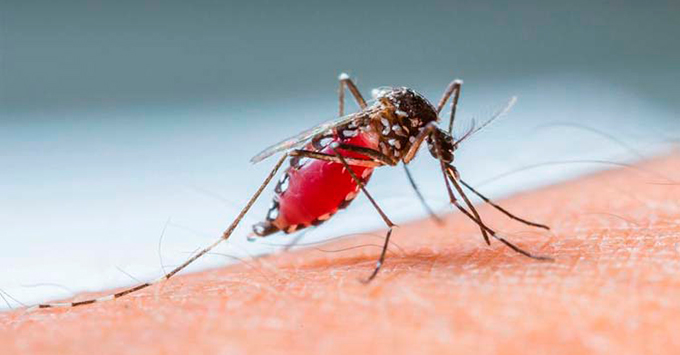dengue-aedes
