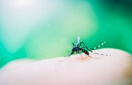 BOAS NOTÍCIAS: Teste rápido de dengue e vacina contra chikungunya