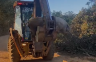 ABSURDO: Descarte ilegal de animal nas proximidades do Cruzeiro revolta moradores