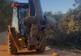 ABSURDO: Descarte ilegal de animal nas proximidades do Cruzeiro revolta moradores
