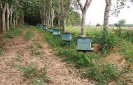 ACREDITE: Ladrões estão furtando até das abelhas em nossa região