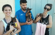 Quinto mutirão solidário castrou 18 animais em Prados