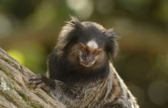 FEBRE AMARELA: Macaco doente é encontrado em Prados