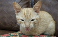 DENUNCIE: Gatos estão sendo envenenados em Prados