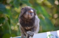 FEBRE AMARELA: Mais um primata é encontrado morto em Prados