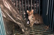 Animal é atacado e jaguatirica é confundida com onça pintada na região
