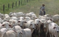 Já começou em Minas a segunda etapa da vacinação do gado contra a aftosa