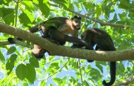 FEBRE AMARELA: Mais macacos mortos em outra cidade da região