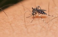 Pradenses, é hora de atenção redobrada com a dengue