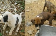 Cães são recuperados e aguardam adoção em Prados