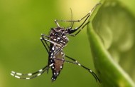Minas registra a primeira morte por febre Chikungunya no Estado